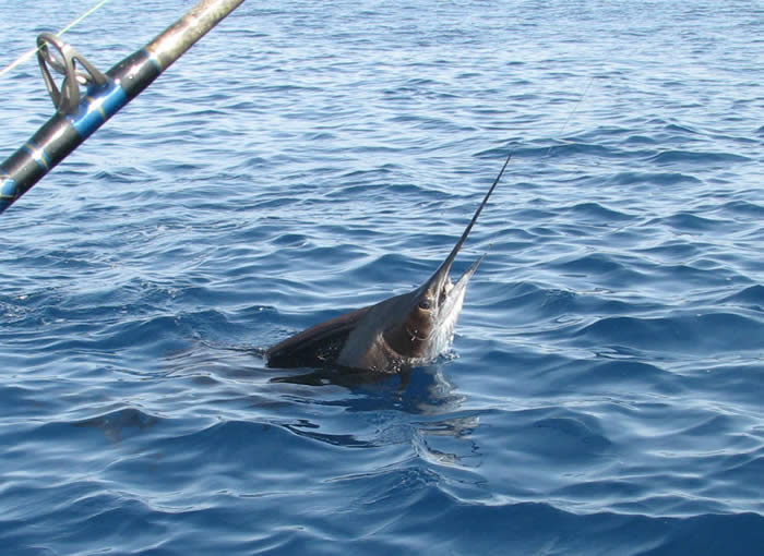 sailfish1